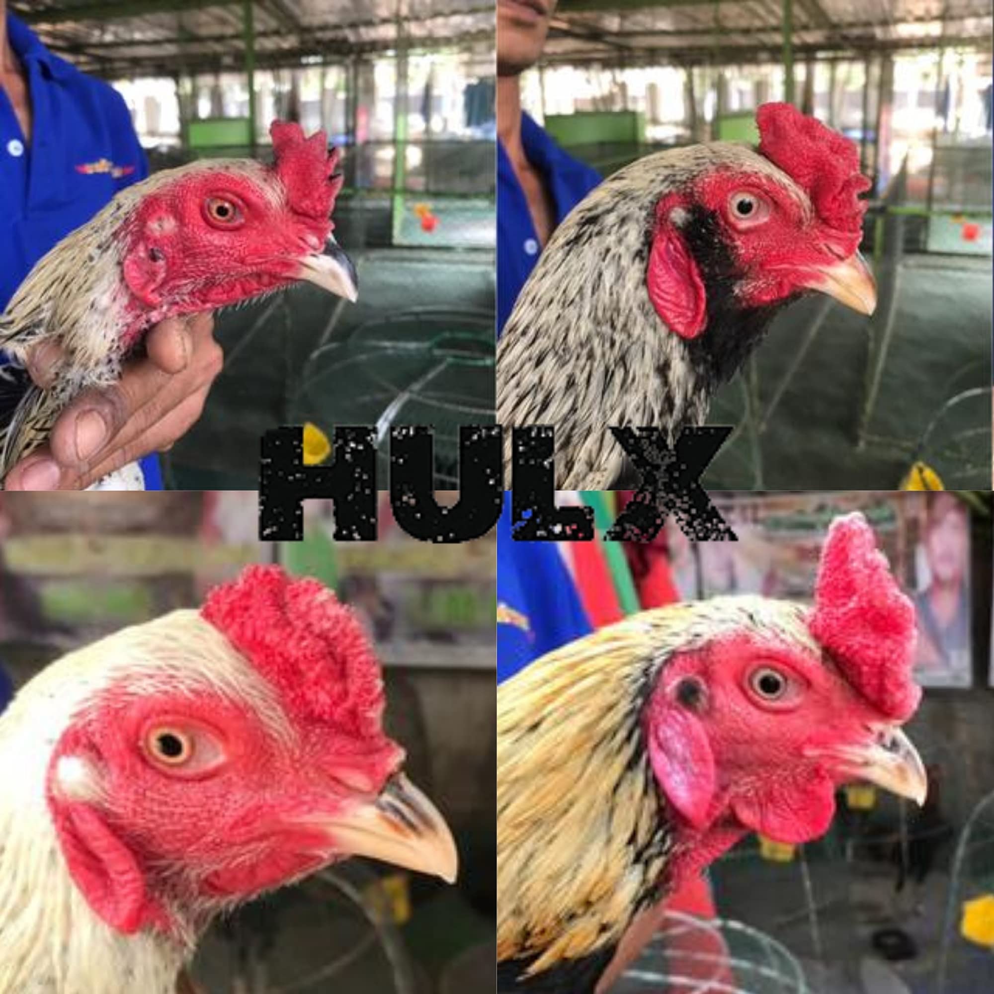 HULX Power Plus chicken vitality imagery for vigor