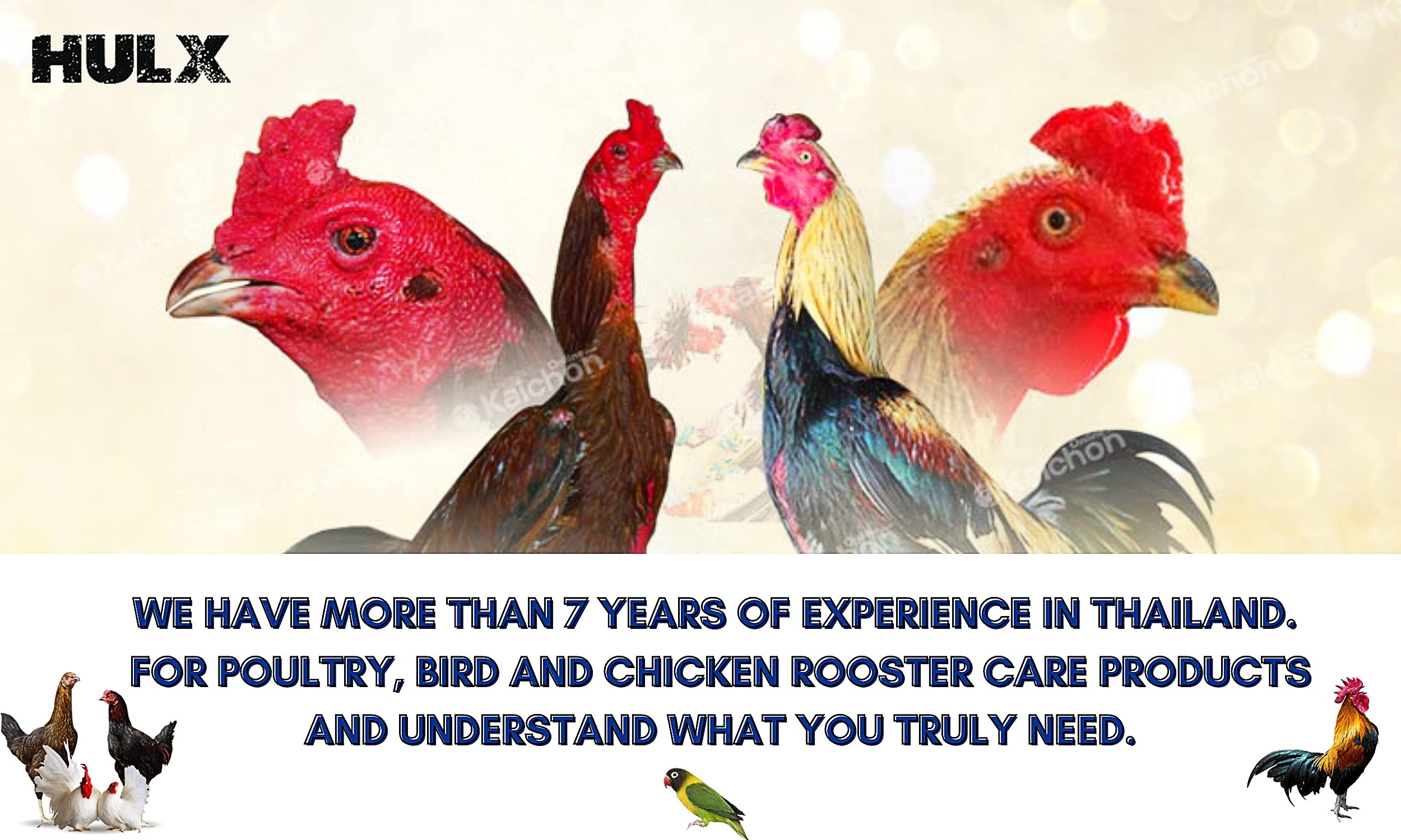 Healthy rooster appearing energized after HULX treatment.
