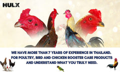 Healthy rooster appearing energized after HULX treatment.