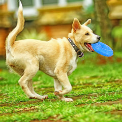 Hungdao blue two-piece puppy teething set designed for daily chewing