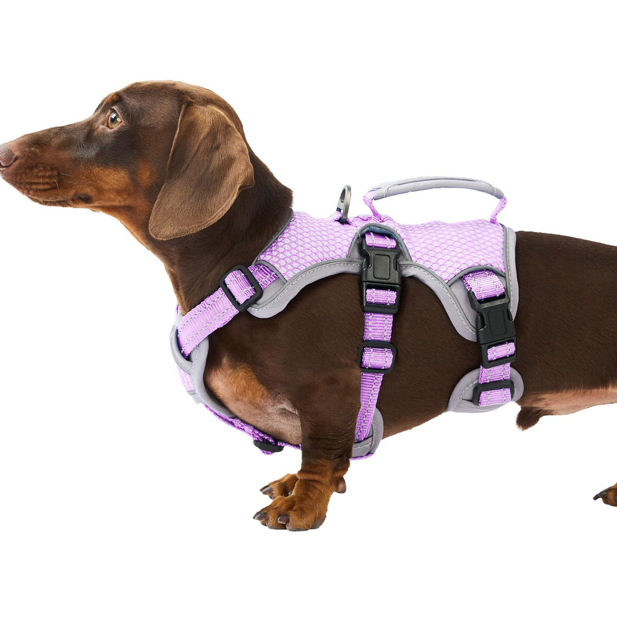 Huntboo escape-proof dog harness with belly strap for secure control during walks.