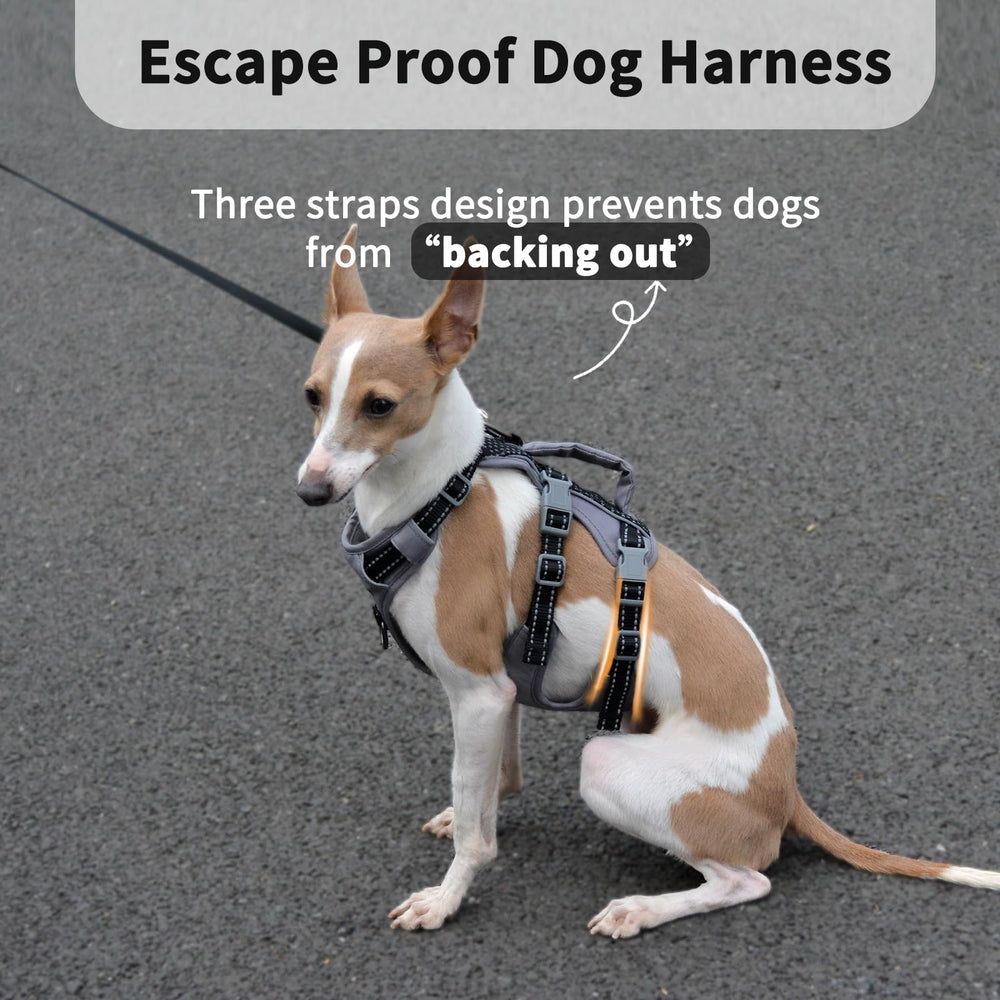 Huntboo escape-proof harness with chest-belly straps prevents escapes during busy outings.