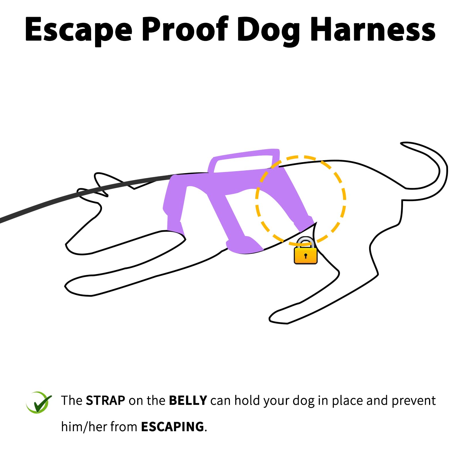 Huntboo reflective design on harness improves visibility during night walks.