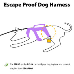 Huntboo reflective design on harness improves visibility during night walks.