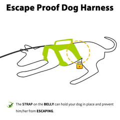 Huntboo Escape-Proof Harness back view highlights sturdy D-ring for leash control.
