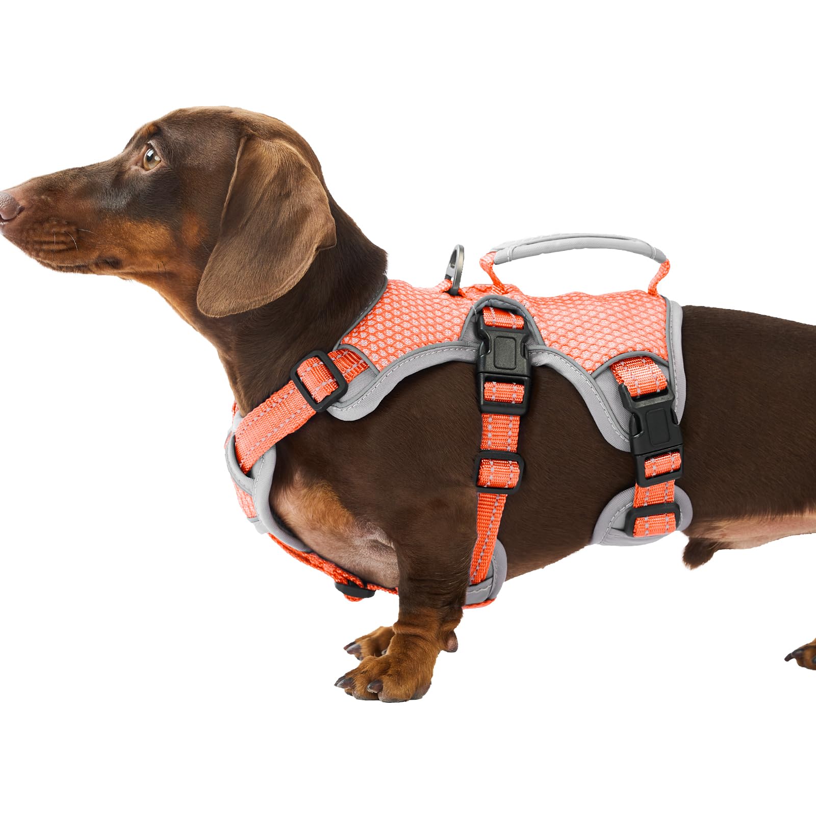 Huntboo escape-proof harness belly-strap keeps your dog secure during walks.