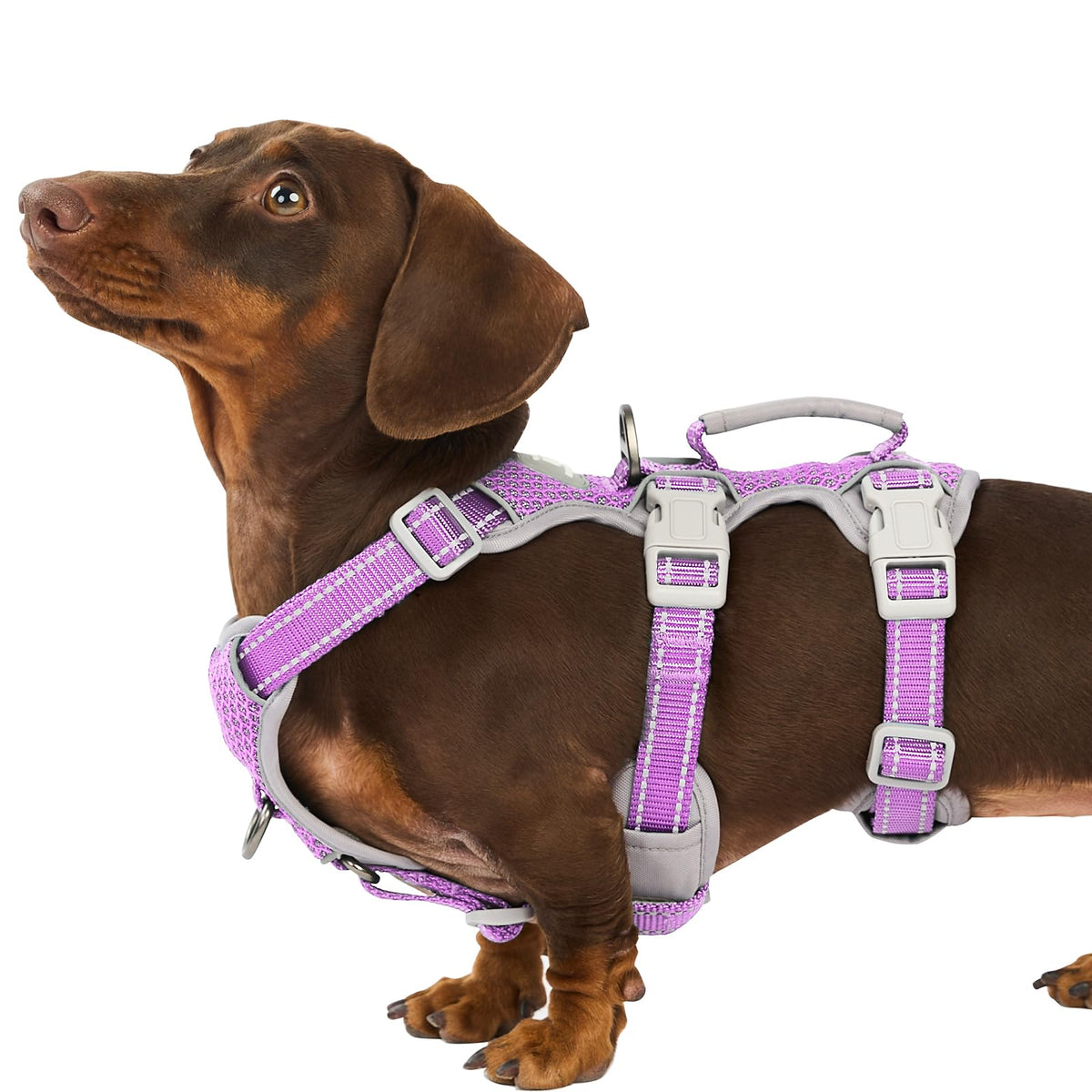 Huntboo Escape Proof Harness front view shows secure escape-proof design for confident walks.