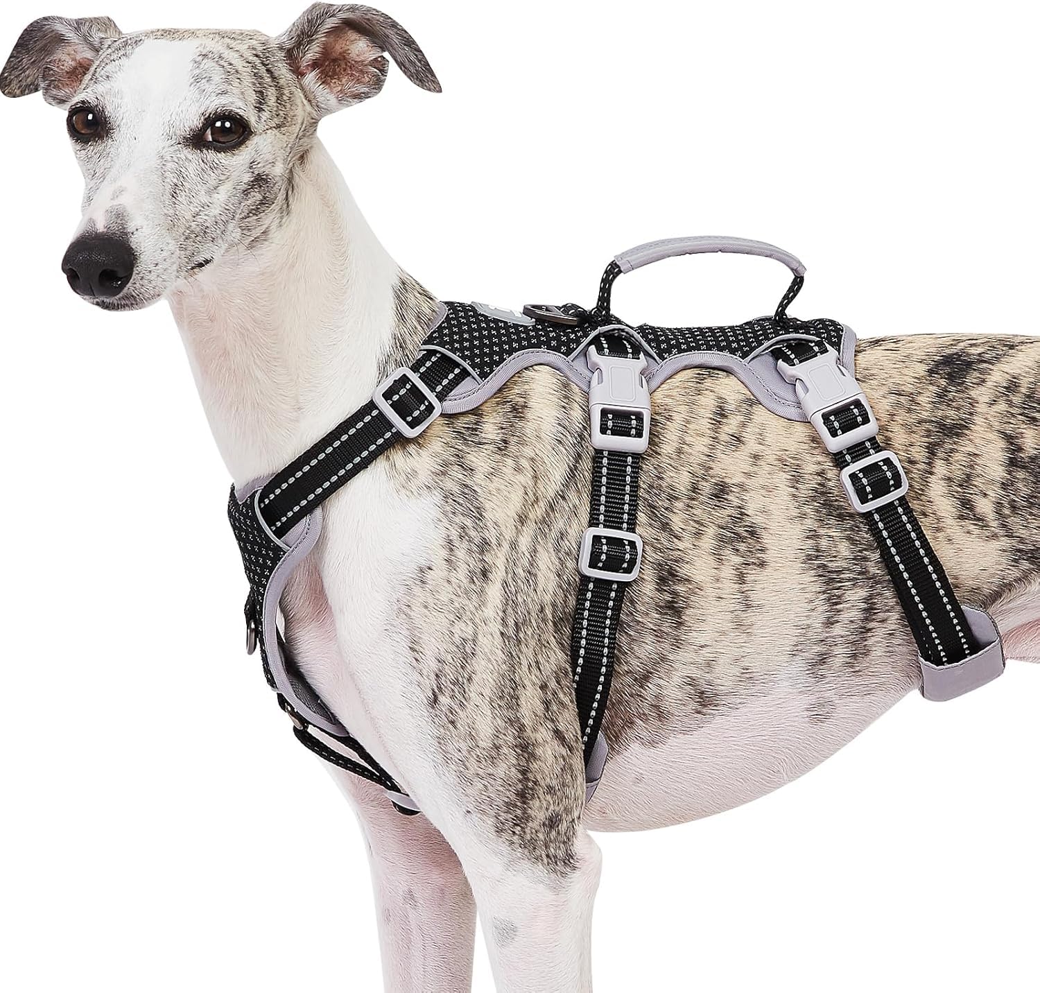 Huntboo Escape Proof Harness full view demonstrates secure fit for daily walks.