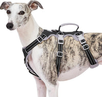 Huntboo Escape Proof Harness full view demonstrates secure fit for daily walks.