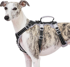 Huntboo Escape Proof Harness full view demonstrates secure fit for daily walks.