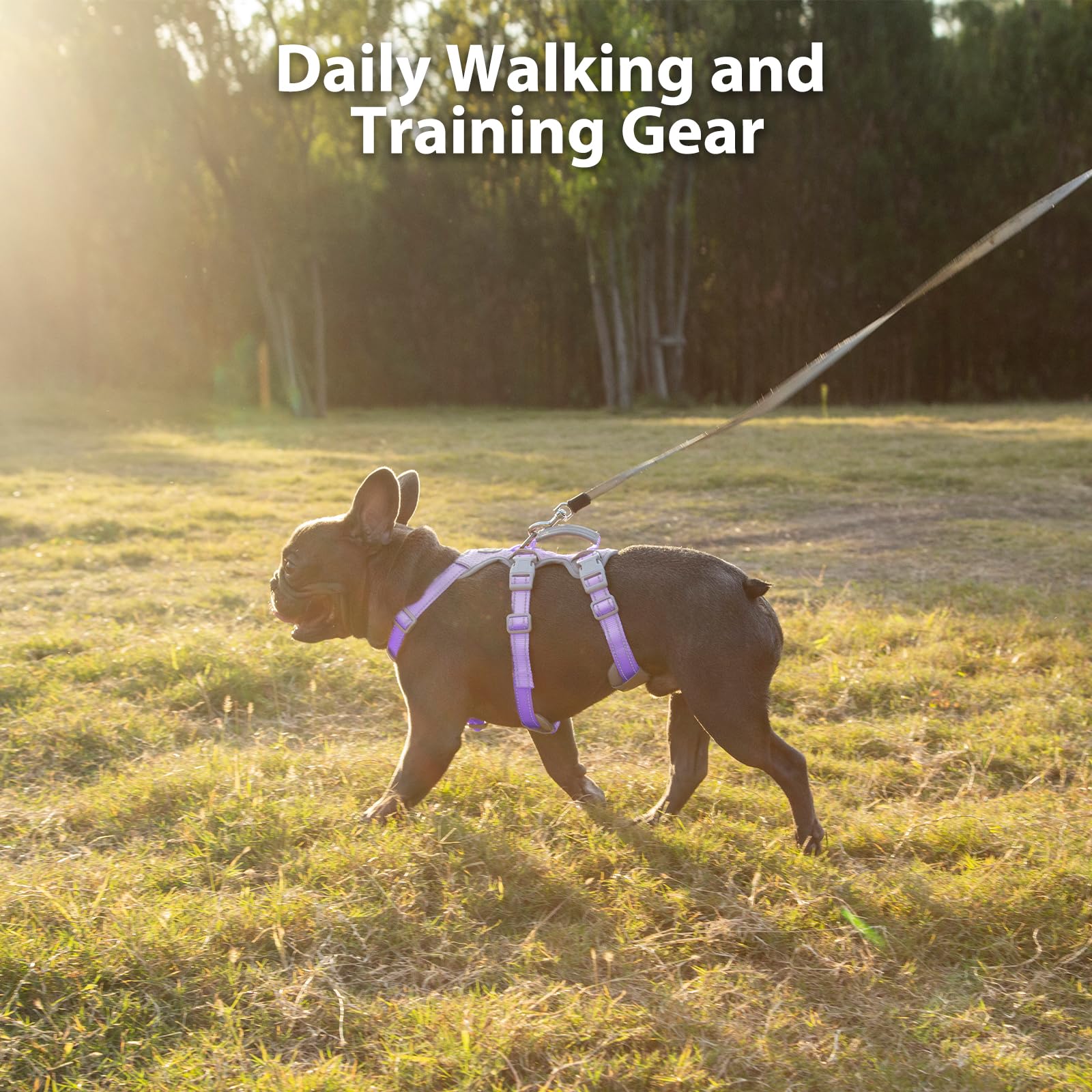Huntboo reflective fabric on lavender harness enhances nighttime safety and visibility.
