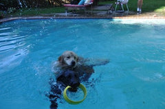 HurriK9 dog enjoys outdoor fetch with ring launcher in action.