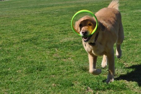 HurriK9 rings are easy on the shoulder during active fetch play