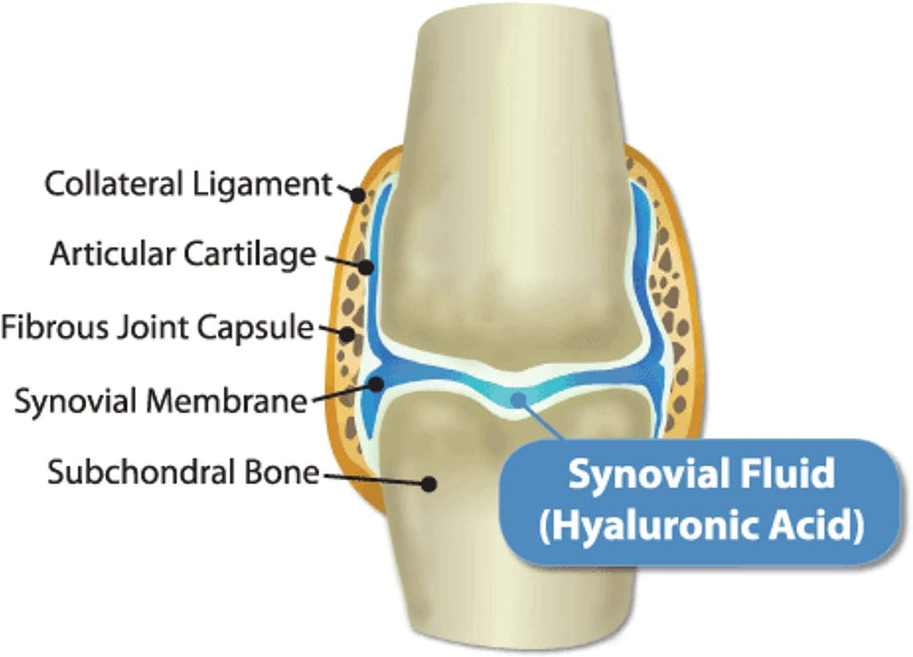Hyalogic HyaFlex Pro Pure joint support aiding mobility in dogs.