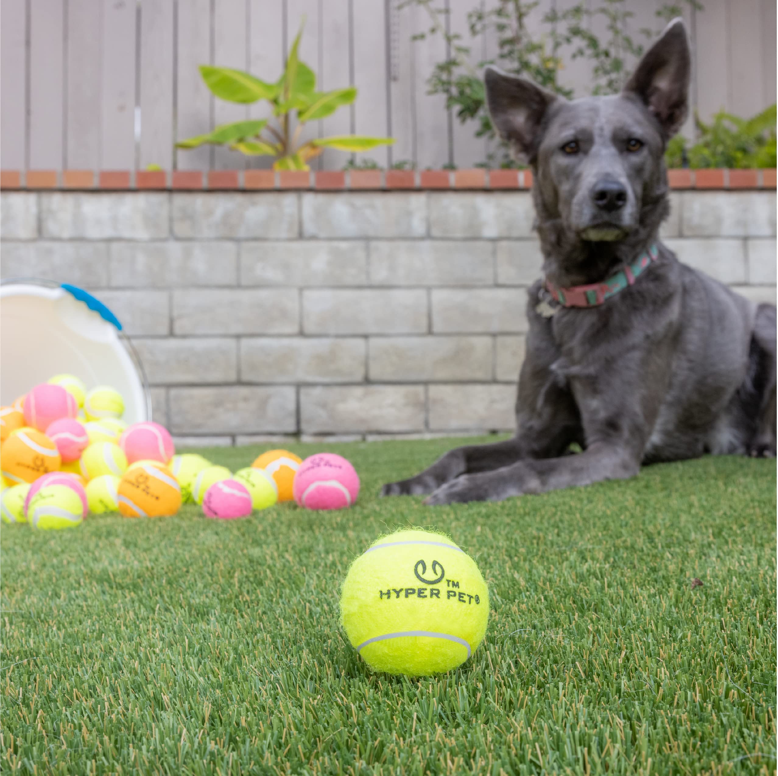 Hyper Pet launcher-compatible balls for easy launches.
