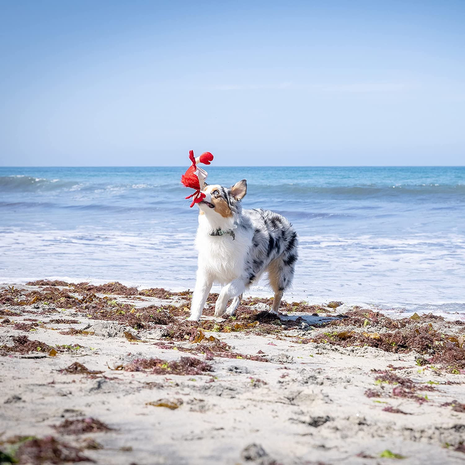 Hyper Pet Doggie Pal vibrates to capture your dog's attention during games.