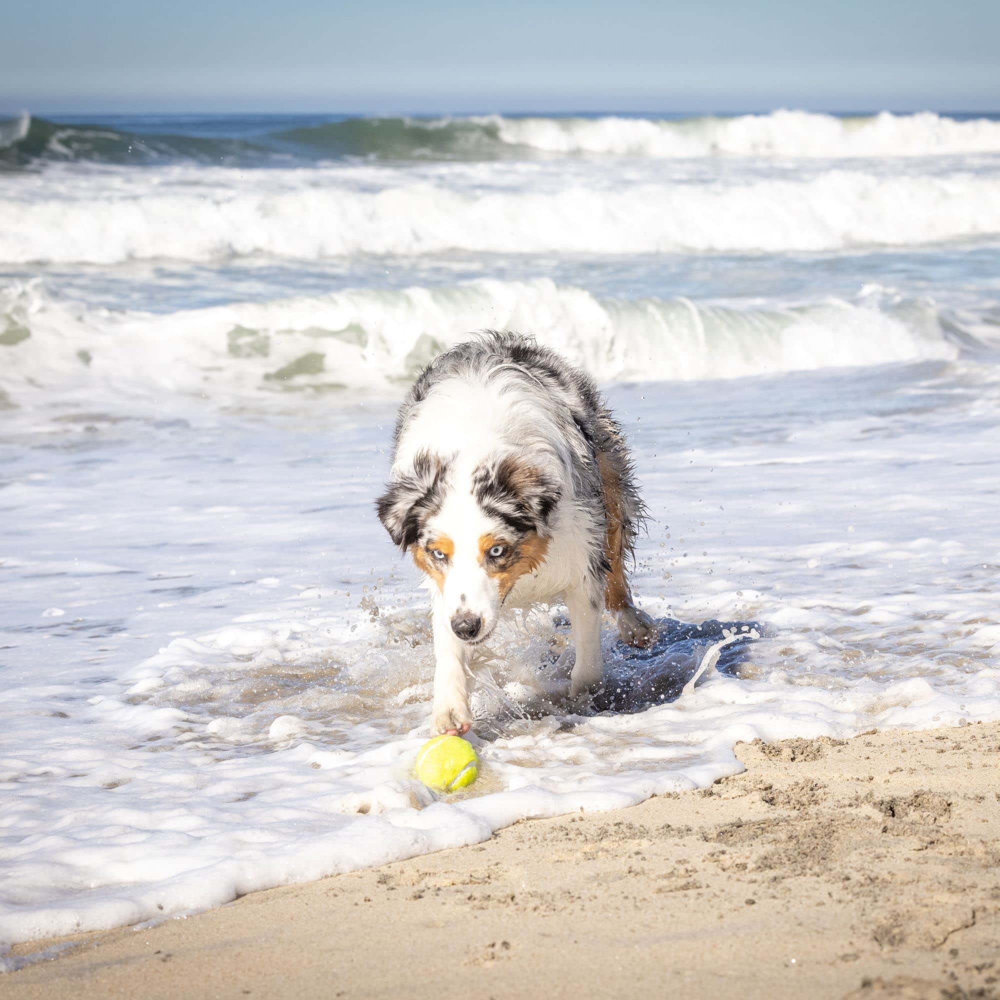 Hyper Pet K9 Kannon suitable for all breeds up to 60 pounds