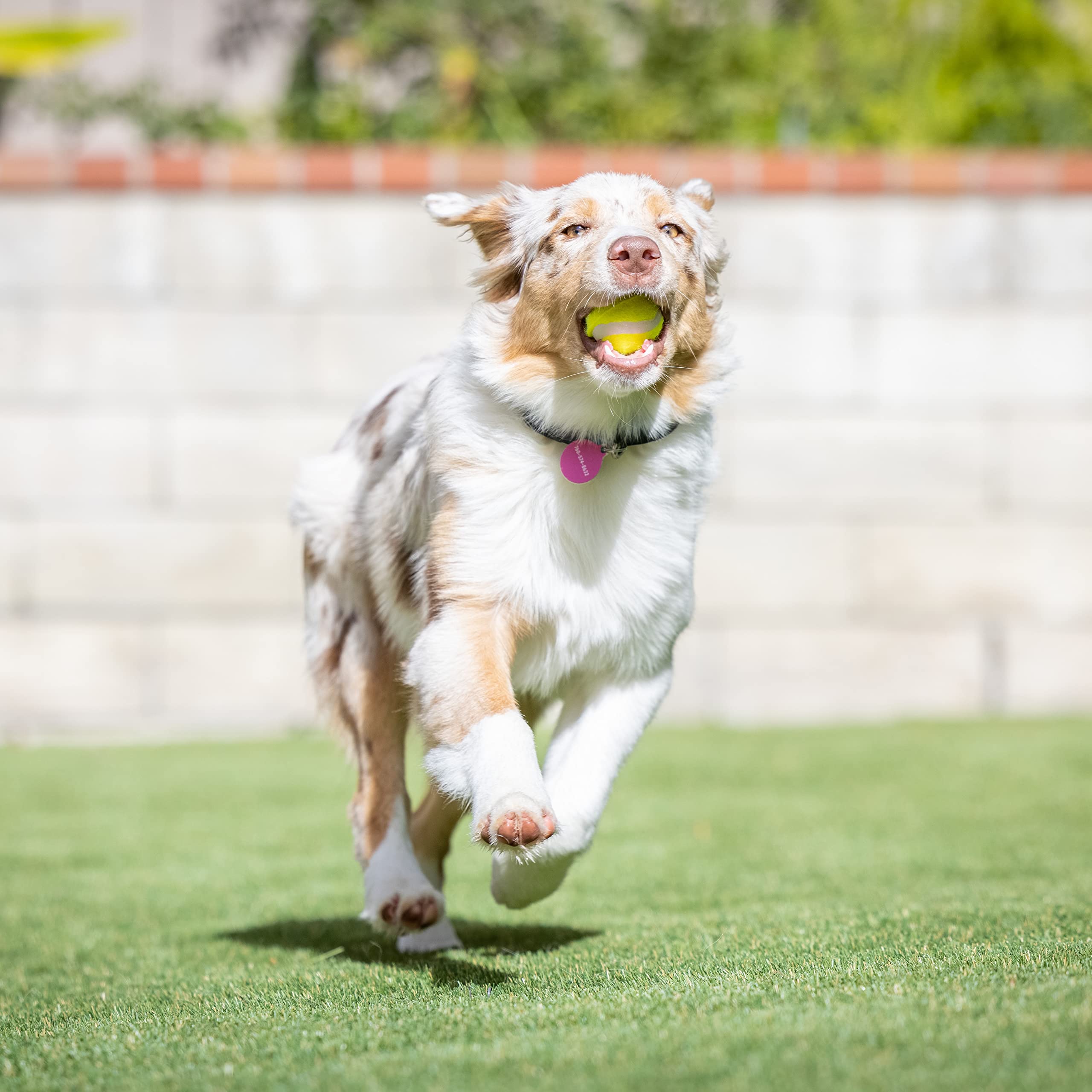 Outdoor fetch sessions in parks or yards with Hyper Pet Balls.