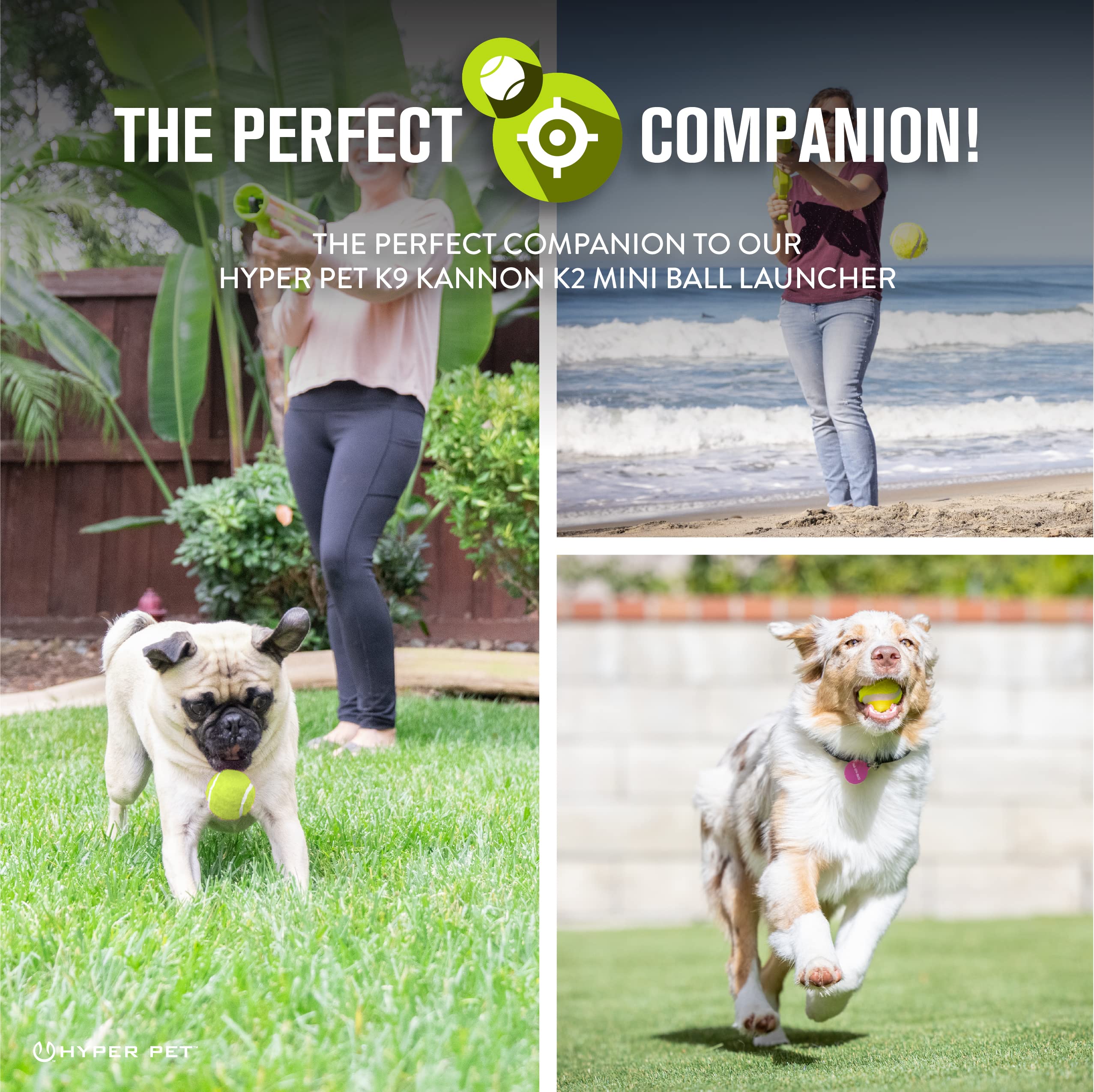 Hyper Pet Mini Tennis Balls in action for interactive play with a small dog.