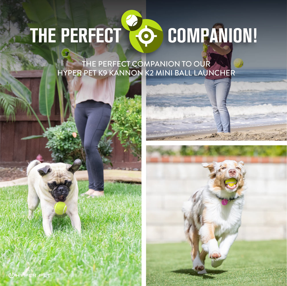 Hyper Pet Mini Tennis Balls in action for interactive play with a small dog.