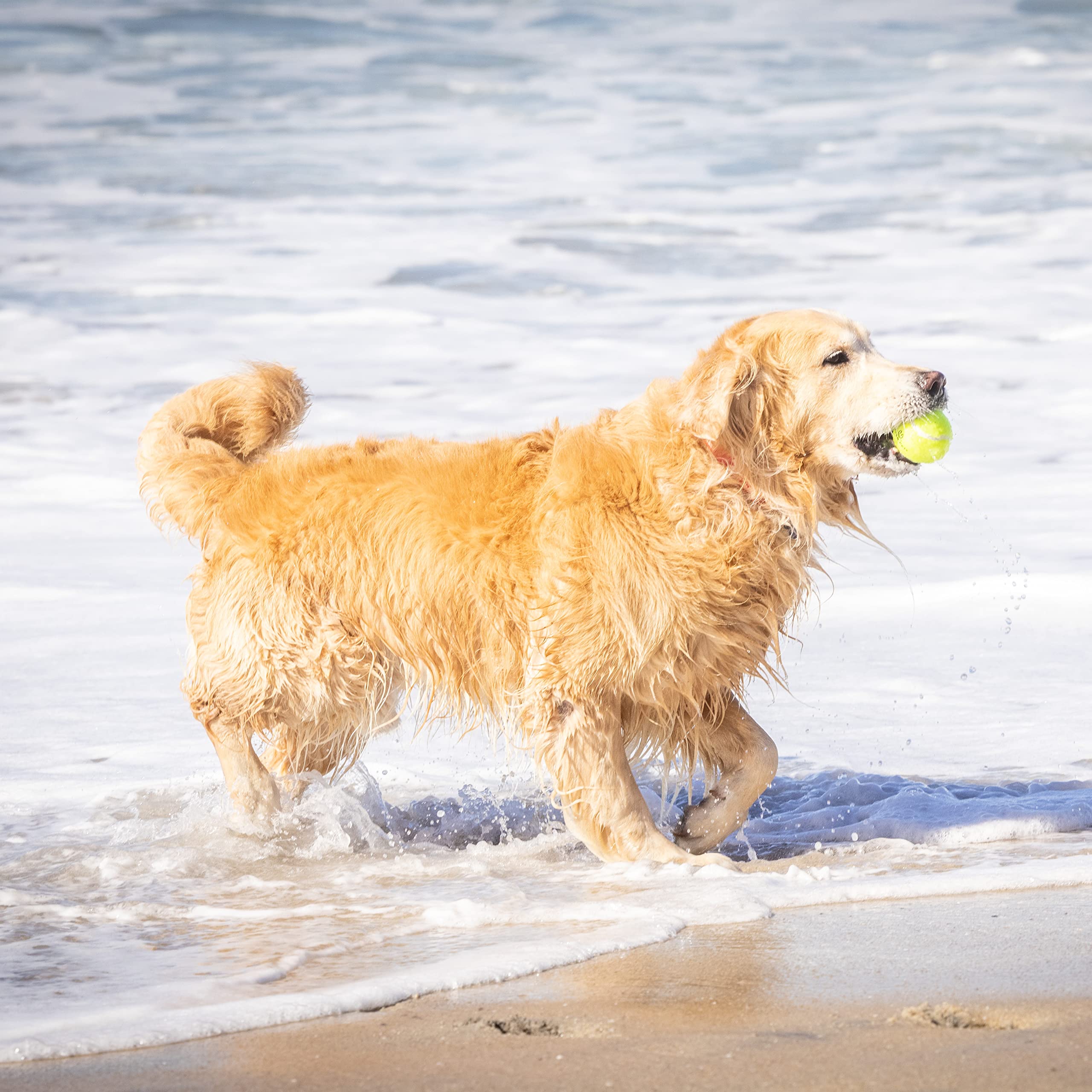 Hyper Pet non-toxic dog balls designed for safe, gentle play.