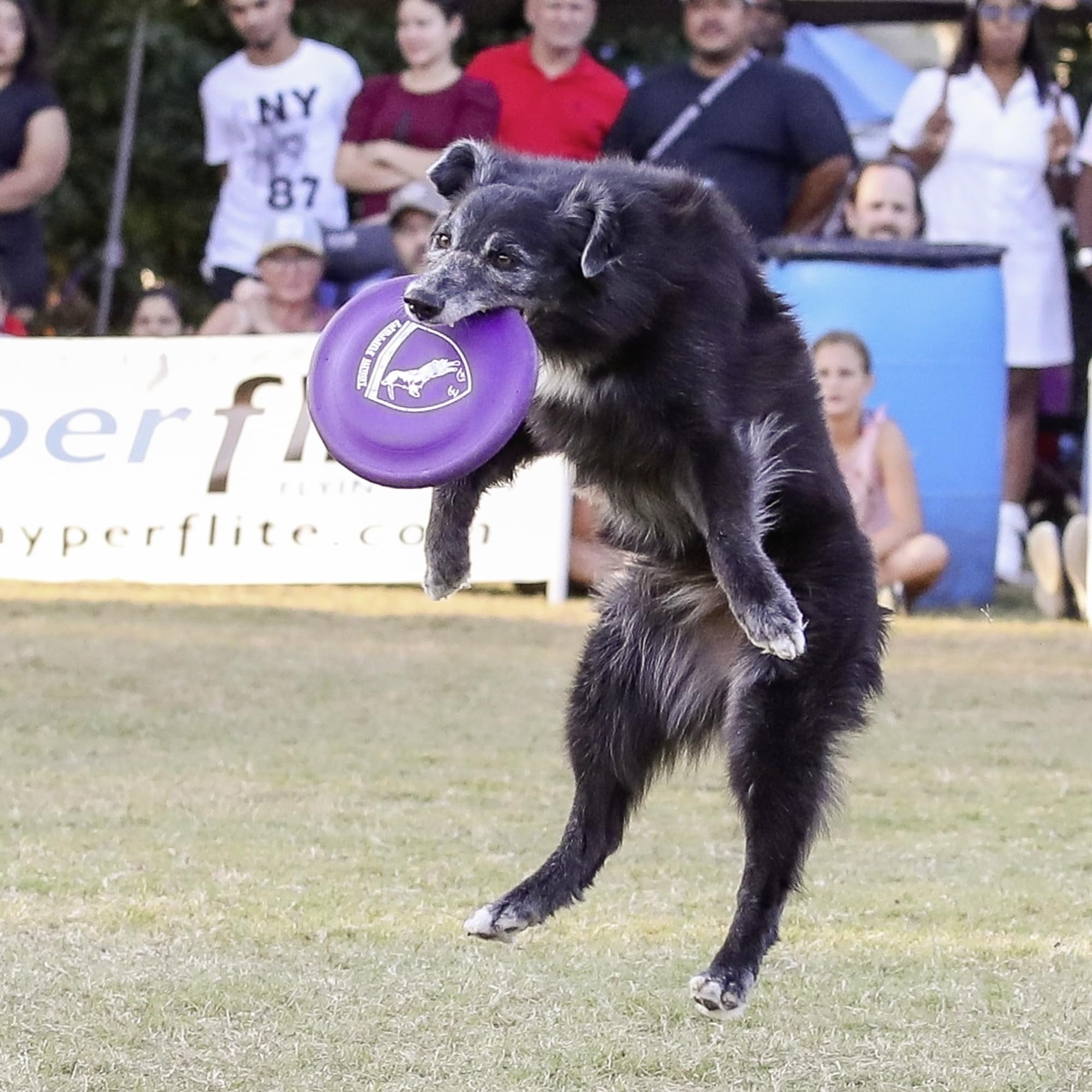 Hyperflite K-10 Hyperflex purple disc in action during a fetch drill