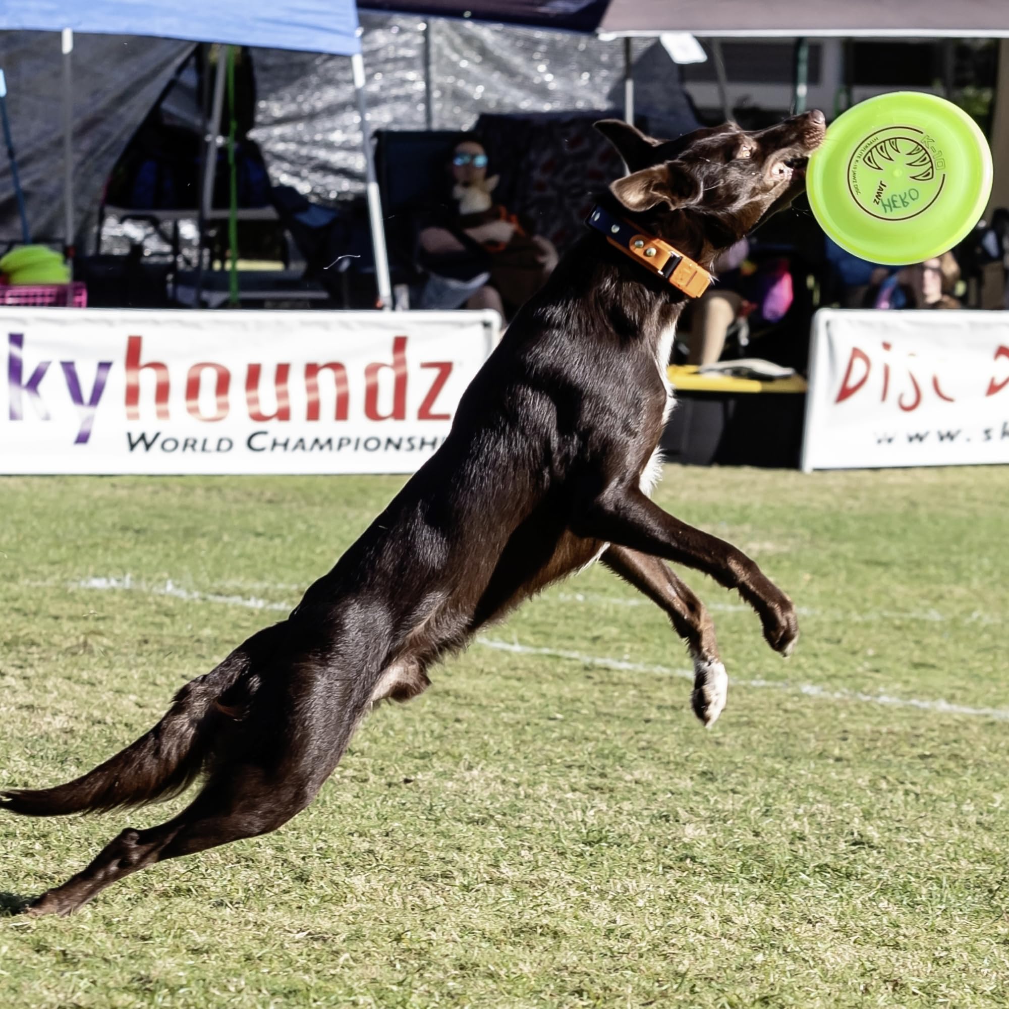 Hyperflite K-10 Jawz 8.75-inch, 150 g disc designed for medium to large dogs.