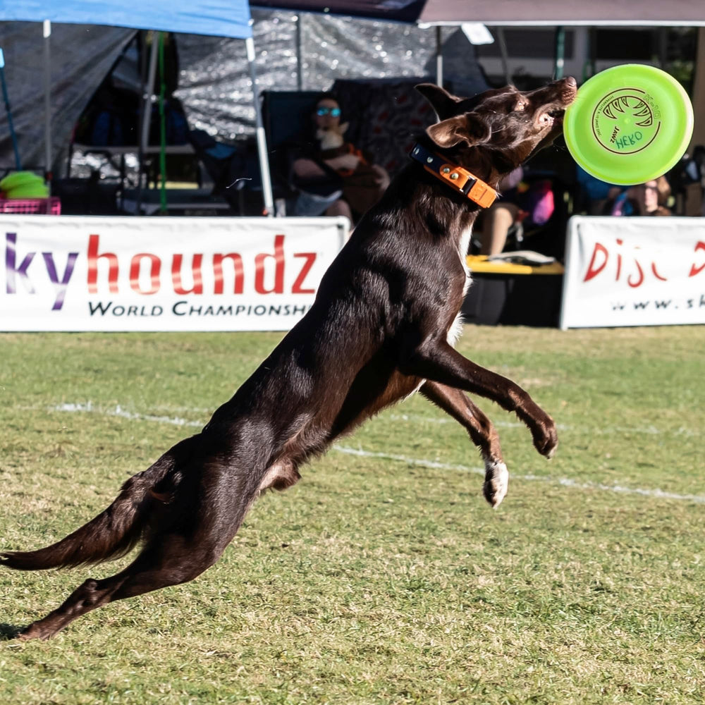 Hyperflite K-10 Jawz 8.75-inch, 150 g disc designed for medium to large dogs.