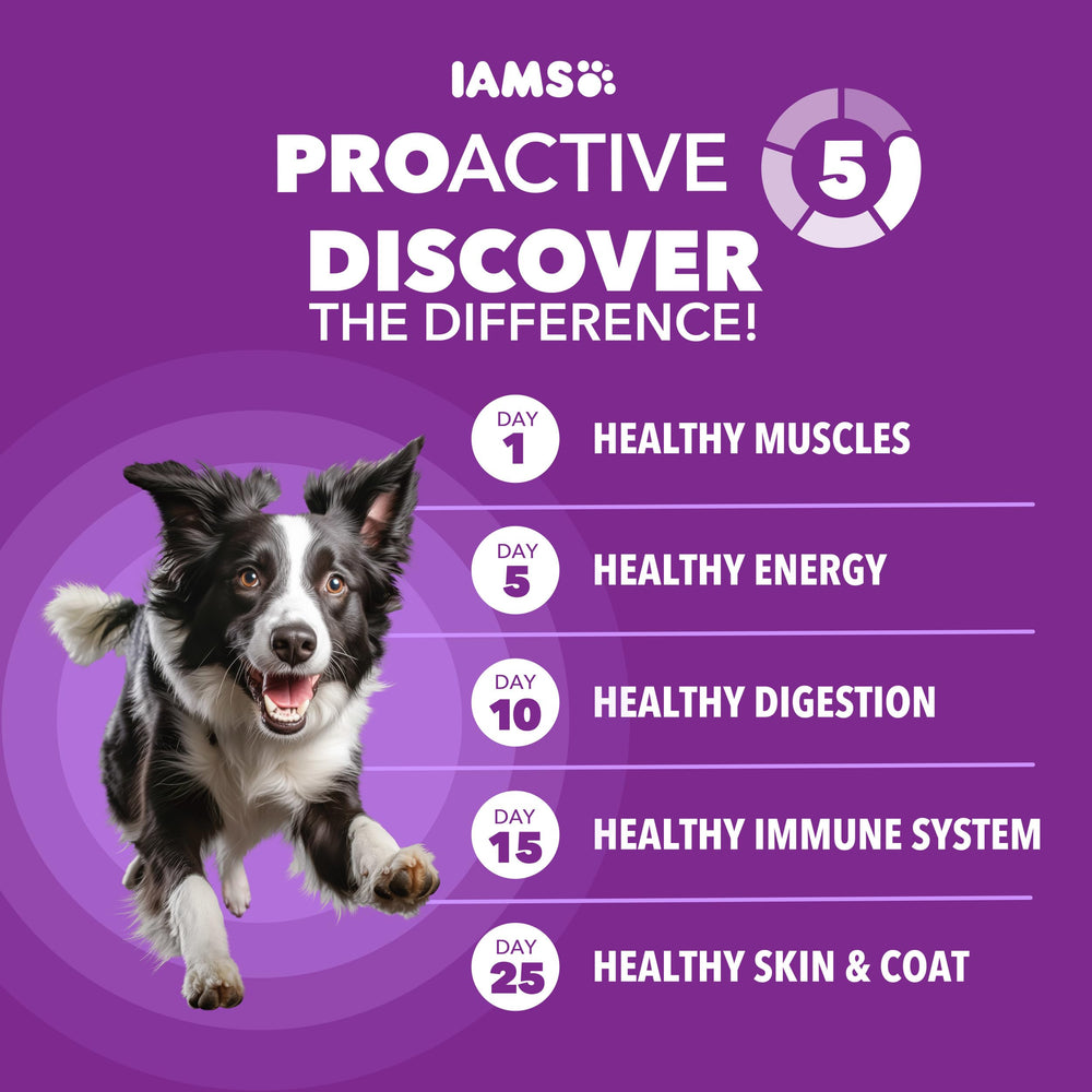 IAMS Advanced Health Dry Dog Food kibble close-up shows texture and quality ingredients.