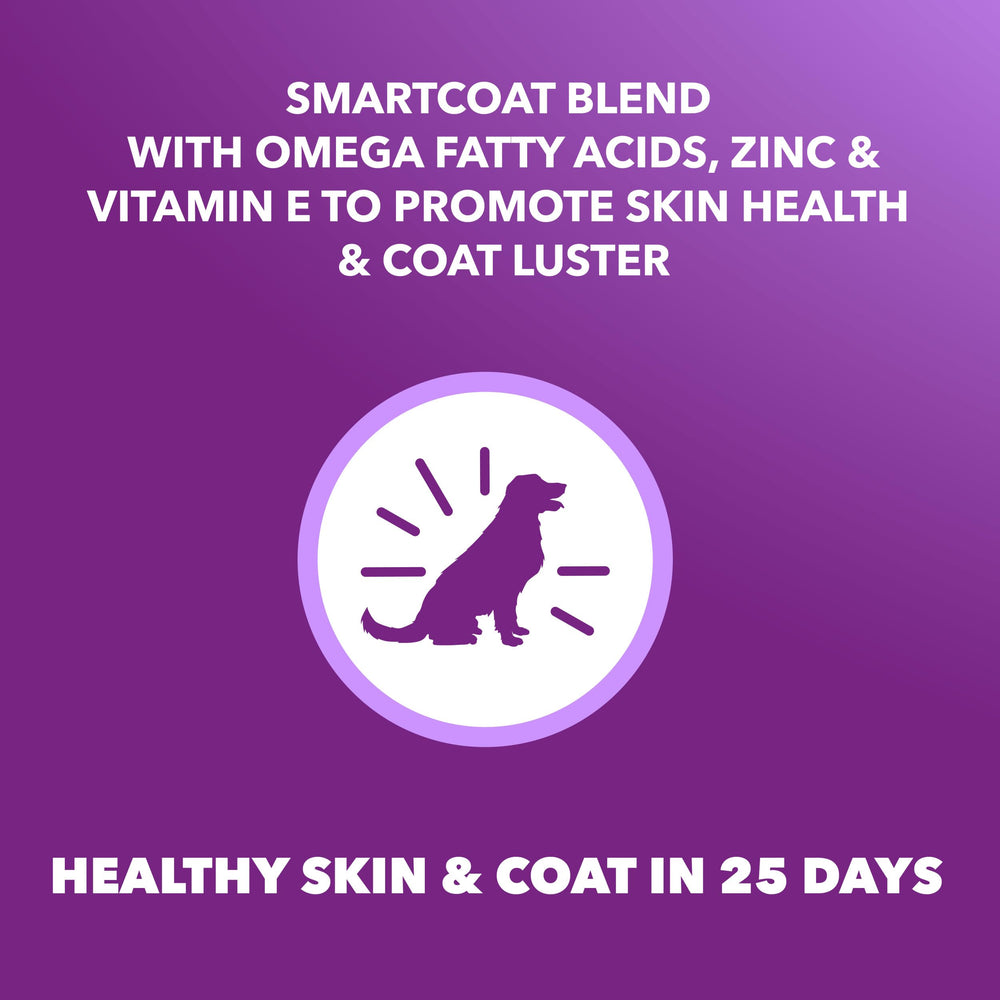 IAMS dry dog food in a bowl demonstrates daily feeding for steady energy.