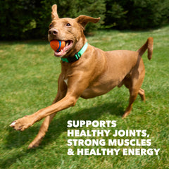 Serving bowl with IAMS Proactive Health signals a ready-to-serve daily meal.