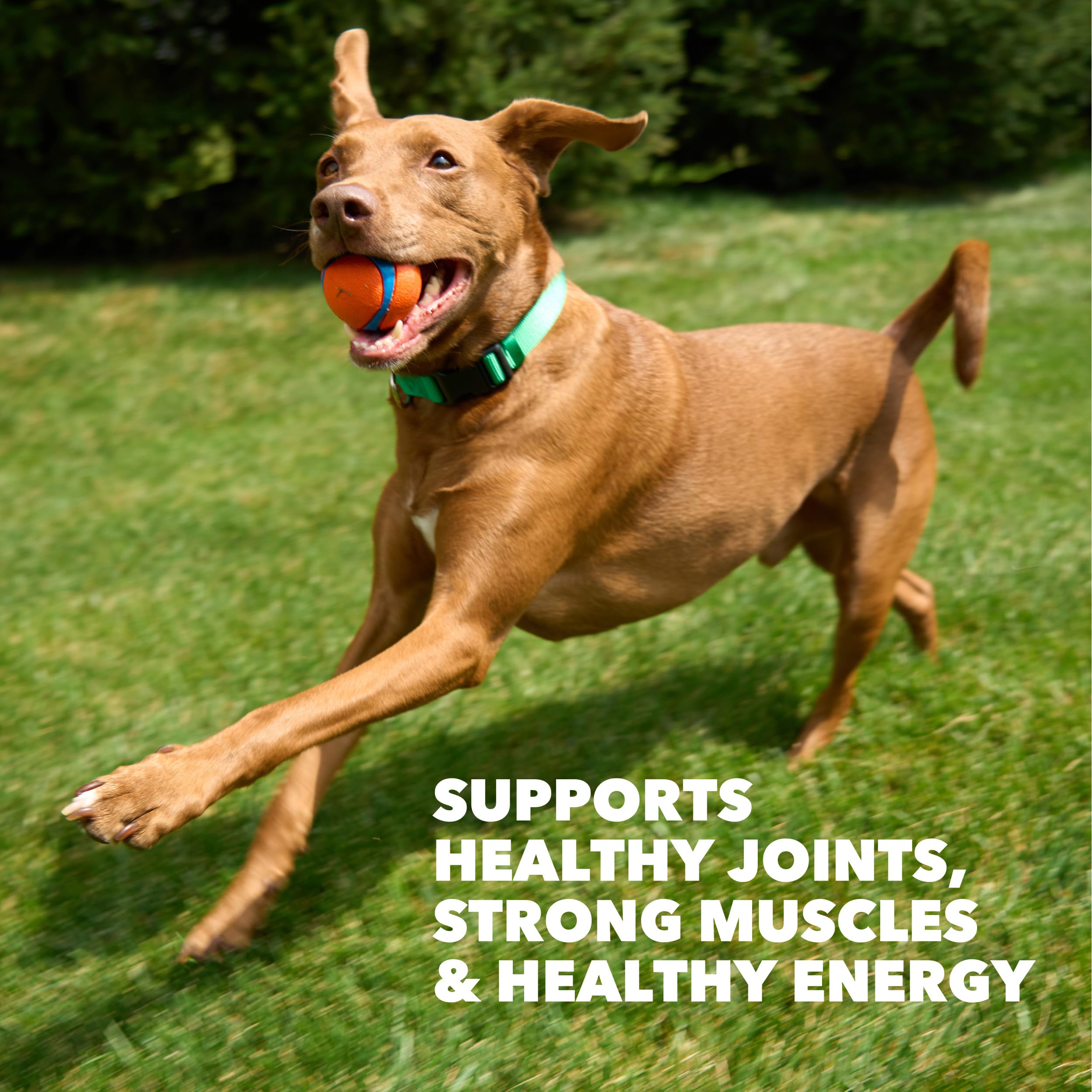 IAMS Proactive Health joint-support formula with glucosamine and chondroitin
