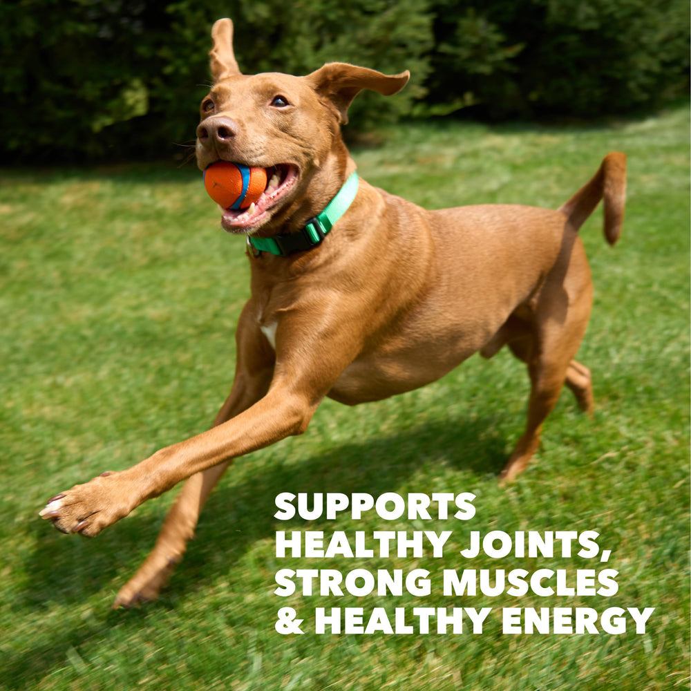 IAMS Proactive Health joint-support formula with glucosamine and chondroitin