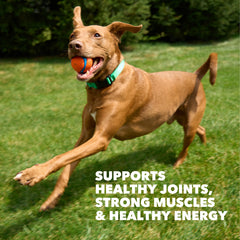 IAMS Proactive Health joint-support formula with glucosamine and chondroitin