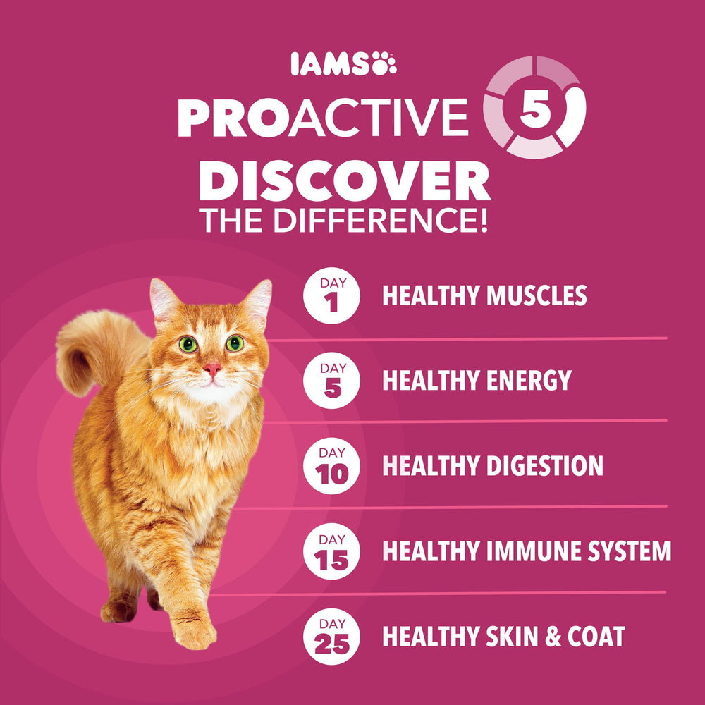 IAMS Proactive Health kibble texture close-up