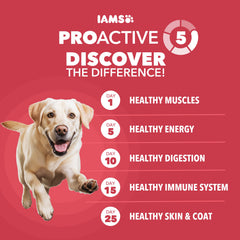 IAMS Proactive Health Large Breed Lamb & Rice kibble close up highlights texture