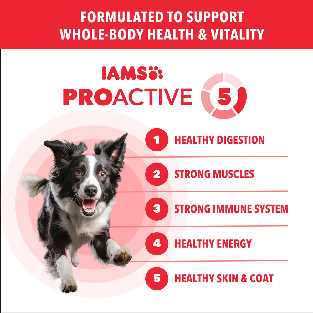 IAMS Proactive Health Minichunks Lamb & Rice serving bowl with kibble portion for mealtimes
