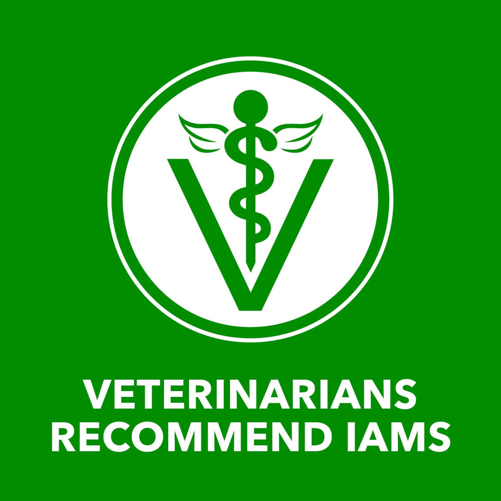 IAMS Proactive Health Lamb Chunks in Gravy protein-rich meal option