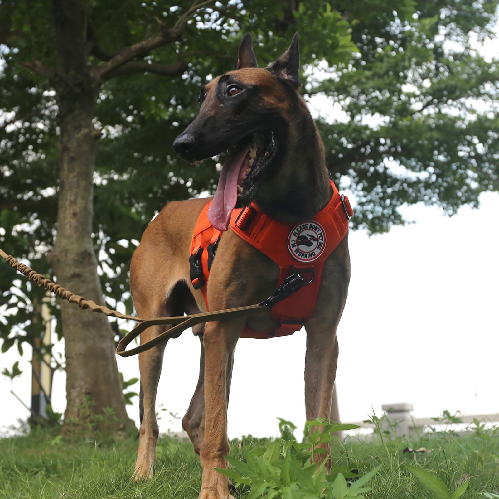 ID patch area on ICEFANG GN3 for quick dog identification.