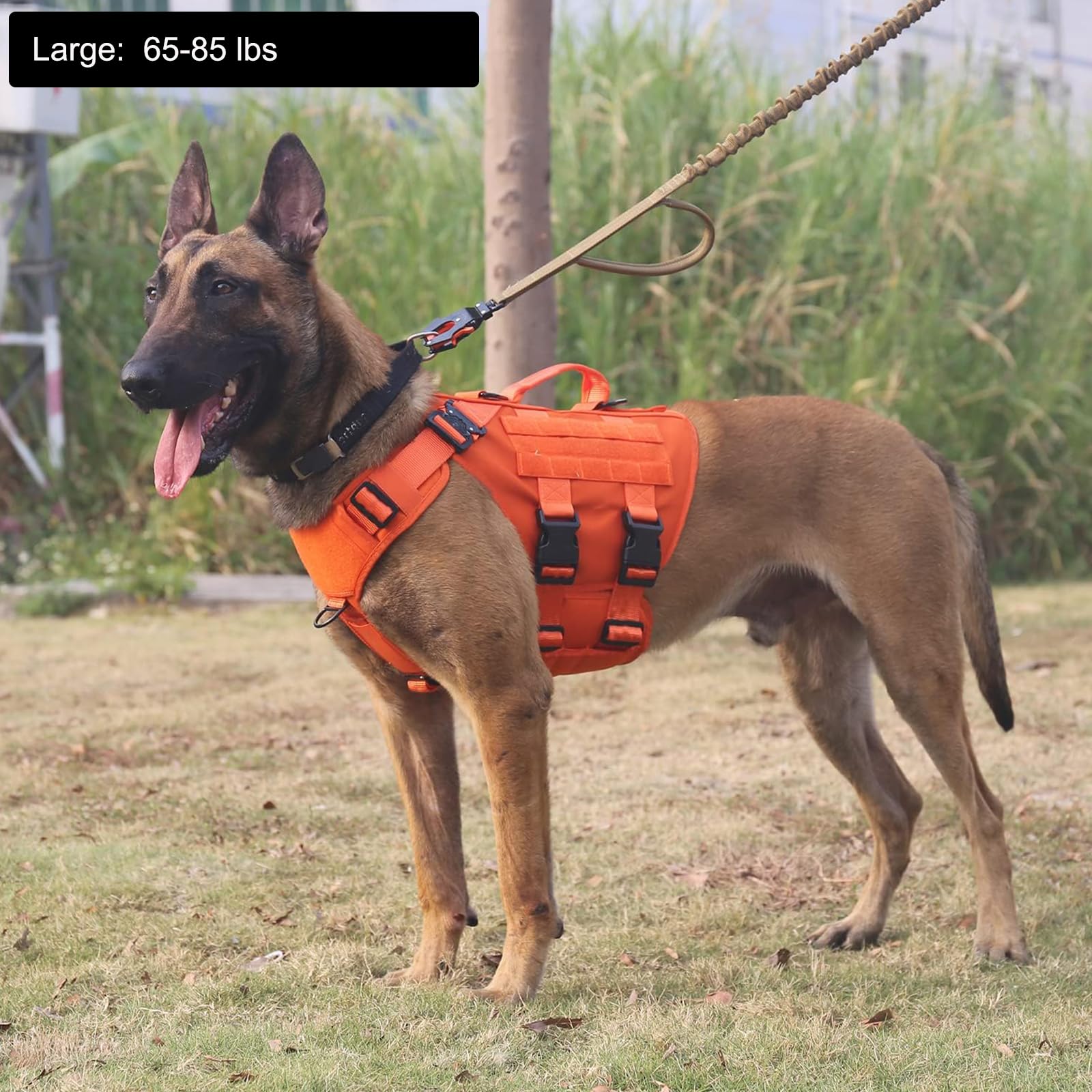 ICEFANG GN3 harness with MOLLE panels for carrying gear on walks.