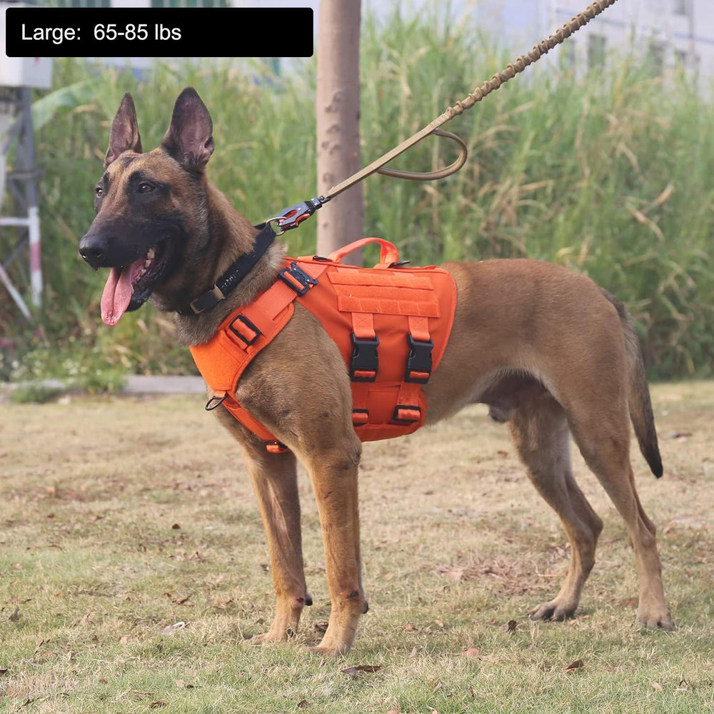 ICEFANG GN3 harness with MOLLE panels for carrying gear on walks.