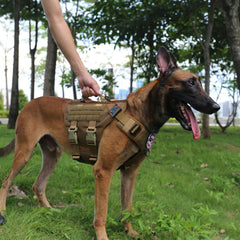 ICEFANG GN3 harness back view highlights sturdy handle and attachment points