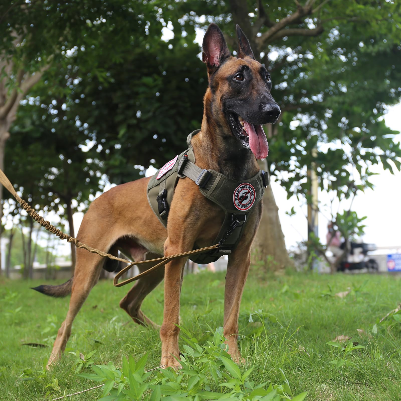 ICEFANG harness handle provides quick control during busy walks.
