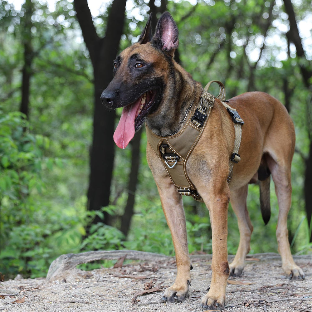 ICEFANG K9 vest featuring Y-shaped chest for balanced support and comfort