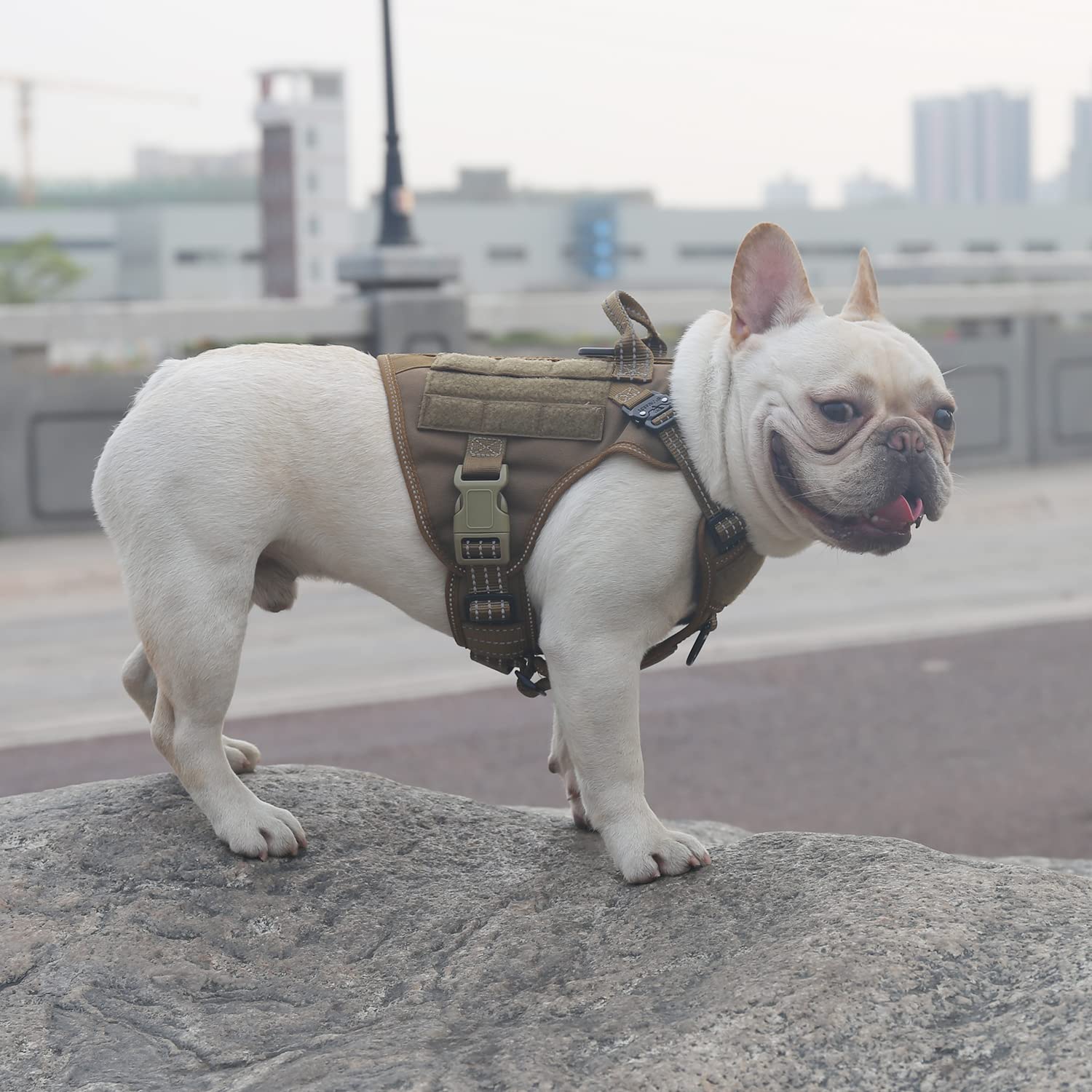 ICEFANG harness with MOLLE side panels for gear during training or hikes.