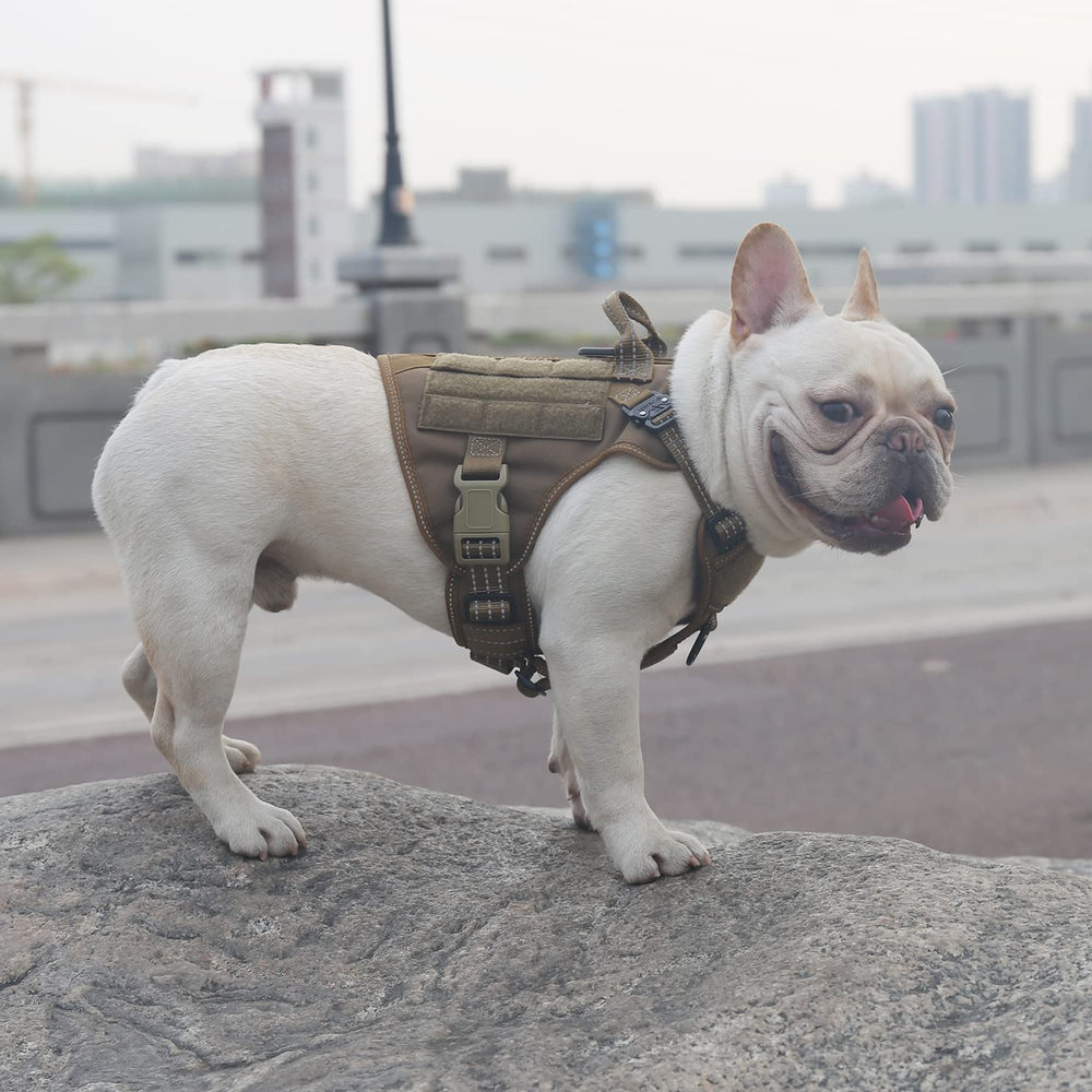 ICEFANG harness with MOLLE side panels for gear during training or hikes.