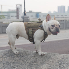 ICEFANG harness with MOLLE side panels for gear during training or hikes.