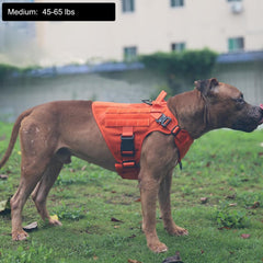 ICEFANG harness orange with side patches enhances visibility during walks and training.