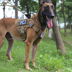 ICEFANG tactical vest patch area on chest for identifiers.