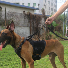 ICEFANG Tactical leash with rear handle for relaxed walks.